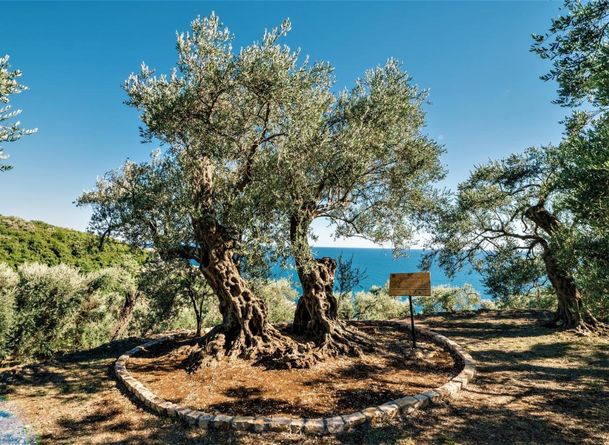Holiday Park Olive Tree 울친 외부 사진